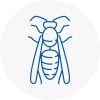 Folkestone Wasp Nest Removal